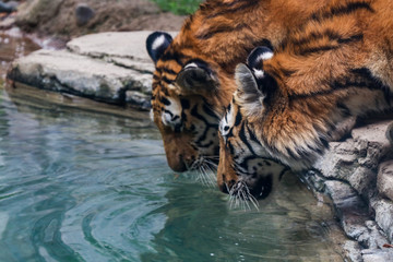 Tigers Drinking Water