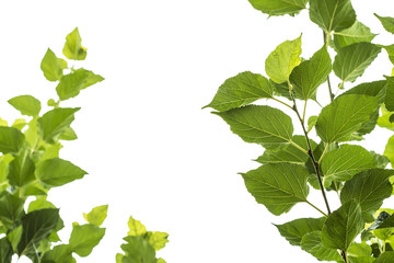 Mulberry green leaves on a white sky background.