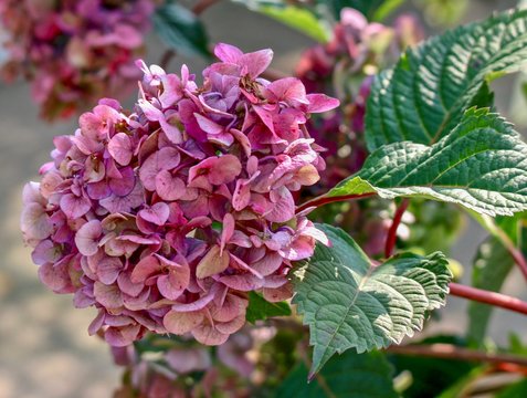 Pink Hydrangea and Green Leaves