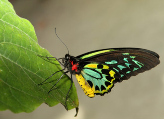 Colorful Butterfly on leaf