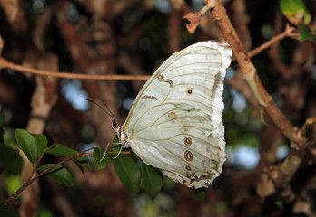 White Morpho Butterfly