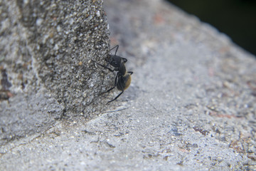 A solitary scout ant, walking on concrete
