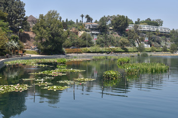 Lily pad in a lake