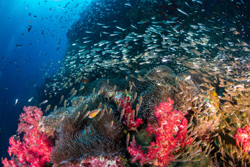 Fototapeta na wymiar A healthy, colorful tropical coral reef swarmig with marine life