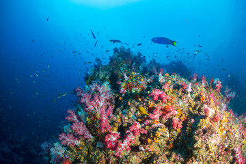 Fototapeta na wymiar A healthy, colorful tropical coral reef swarmig with marine life
