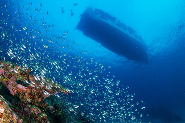Fototapeta premium A healthy, colorful tropical coral reef swarmig with marine life