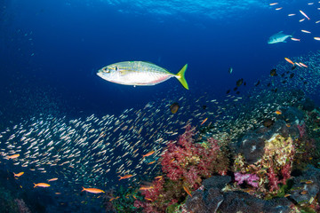 Fototapeta na wymiar Swarms of colorful tropical fish swimming around a healthy, vibrant tropical coral reef