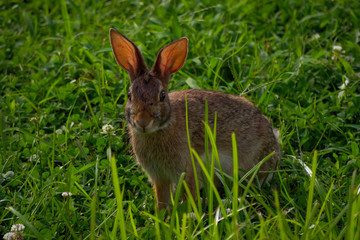 Rabbit in backyard