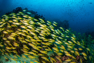 Fototapeta na wymiar Colorful yellow Snapper schooling over a tropical coral reef