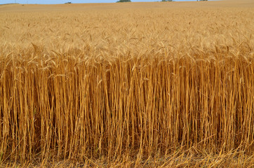 Ripe wheat crop ready for harvest.