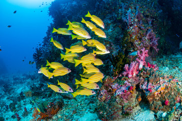 Colorful yellow Snapper schooling over a tropical coral reef © whitcomberd