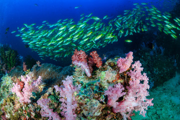 Colorful yellow Snapper schooling over a tropical coral reef