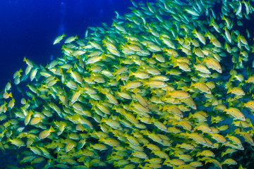 Naklejka na ściany i meble Colorful yellow Snapper schooling over a tropical coral reef