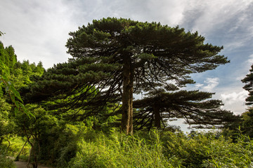 Exotic Ancient Thousand Year Old Pine Tree at Sanqingshan, Mount Sanqing National Park - Jiangxi...