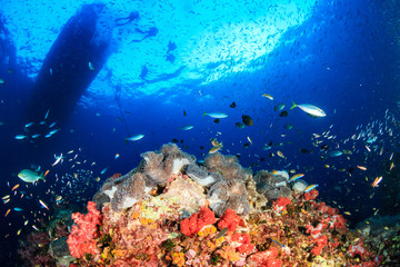 Fototapeta na wymiar Skunk Clownfish and tropical fish underneath a dive boat in a tropical ocean