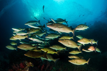 Long nosed Emperor and Trevally hunting together in a pack on a tropical coral reef