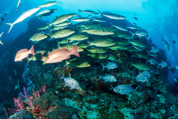 Obraz na płótnie Canvas Long nosed Emperor and Trevally hunting together in a pack on a tropical coral reef