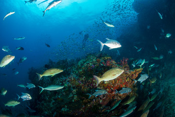 Fototapeta na wymiar Long nosed Emperor and Trevally hunting together in a pack on a tropical coral reef