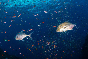 Long nosed Emperor and Trevally hunting together in a pack on a tropical coral reef