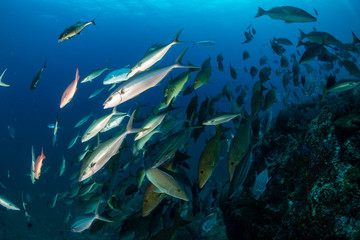 Fototapeta na wymiar Long nosed Emperor and Trevally hunting together in a pack on a tropical coral reef