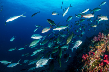 Long nosed Emperor and Trevally hunting together in a pack on a tropical coral reef © whitcomberd