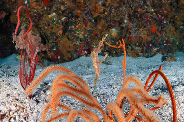 A delicate Ornate Ghost Pipefish hiding amongst soft corals on a tropical reef