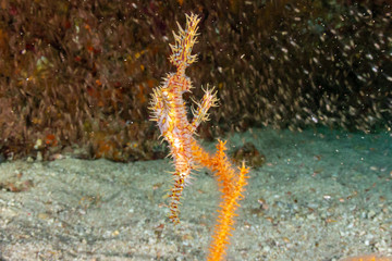 Fototapeta na wymiar A delicate Ornate Ghost Pipefish hiding amongst soft corals on a tropical reef
