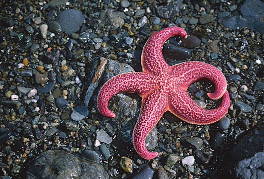 Pink sea star on rocks, Alaska