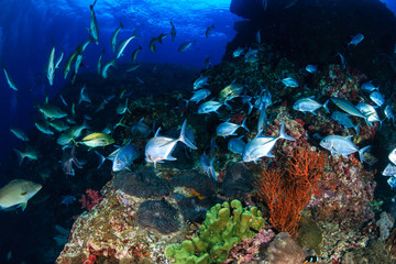 Fototapeta na wymiar Long nose Emperor changing texture and color as they hunt in a pack on a tropical coral reef