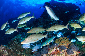 Long nose Emperor changing texture and color as they hunt in a pack on a tropical coral reef