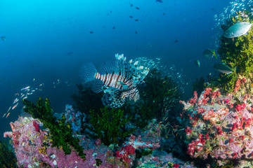 Colorful Lionfish hunting on a tropical coral reef