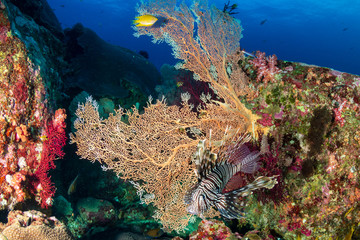 Colorful Lionfish hunting on a tropical coral reef