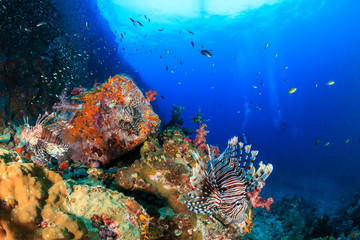 Fototapeta na wymiar Colorful Lionfish hunting on a tropical coral reef