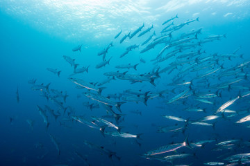 A swirling ball of Schooling Barracuda patrolling the ocean above a tropical coral reef