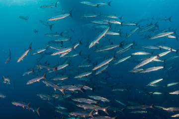 A swirling ball of Schooling Barracuda patrolling the ocean above a tropical coral reef