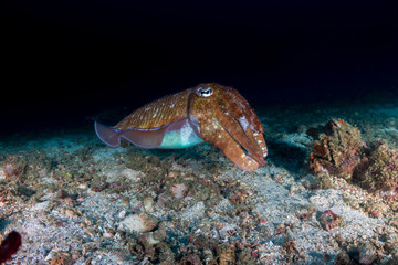 Beautiful Pharaoh Cuttlefish on a tropical coral reef at night