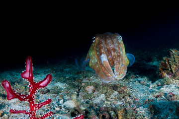 Fototapeta na wymiar Beautiful Pharaoh Cuttlefish on a tropical coral reef at night