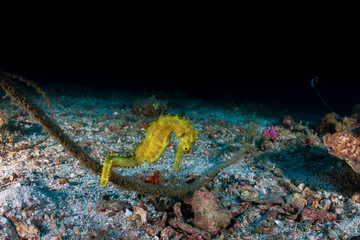 A beautiful yellow Thorny Seahorse on a dark tropical coral reef at dawn
