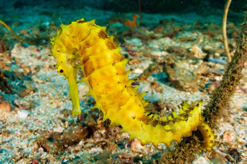A beautiful yellow Thorny Seahorse on a dark tropical coral reef at dawn