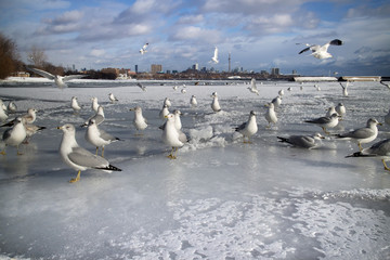 Seagulls