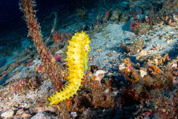 A beautiful yellow Thorny Seahorse on a dark tropical coral reef at dawn