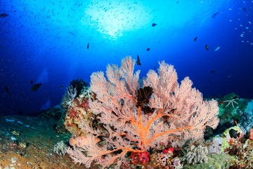 Fototapeta na wymiar Beautiful, colorful soft corals and tropical fish on an asian coral reef