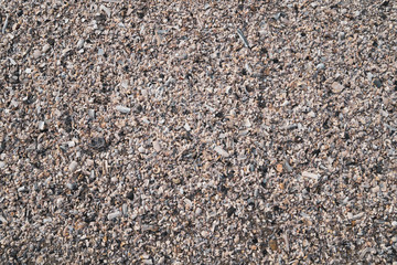 Wet Sand with Shells and Other Sea-life Closeup