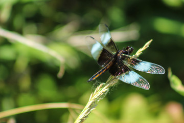 Dragonfly Perched on Wheat