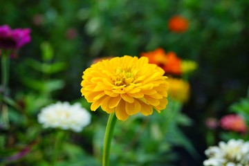 Close-up of a yellow zinnia flower in bloom