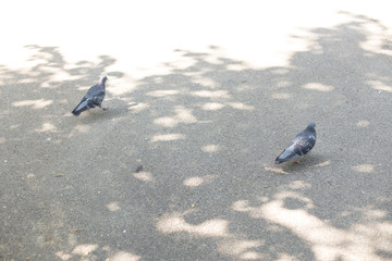 two birds of pigeons