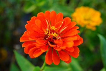 Colorful orange zinnia flowers in summer