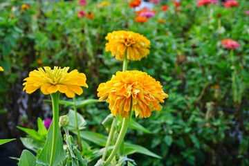 Close-up of a yellow zinnia flower in bloom