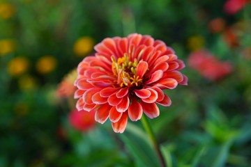 Colorful orange zinnia flowers in summer