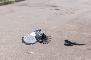 two birds of pigeons